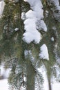 Fir branches in the snow close-up. Snow-covered trees in the park. Spruce branches laden with snow. Winter sunny day in the forest Royalty Free Stock Photo