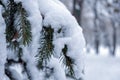 Fir branches with snow on them. Beautiful natural winter background. Winter snow. Christmas decoration. Royalty Free Stock Photo