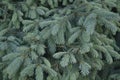 Fir branches. spruce background. Photo Image