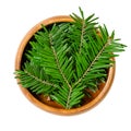 Small fir branches, upper sides of fresh, green tips, in a wooden bowl Royalty Free Stock Photo