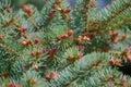 Fir branches with the young cones