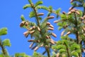 Fir branches with young cones against the sky Royalty Free Stock Photo