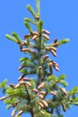 Fir branches with young cones against the sky Royalty Free Stock Photo