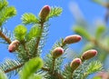 Fir branches with young cones against the sky Royalty Free Stock Photo