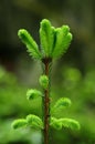 Fir buds Royalty Free Stock Photo