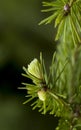 Fir buds close up on branch Royalty Free Stock Photo