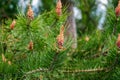 Fir buds in the foreground Royalty Free Stock Photo