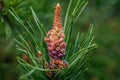 Fir buds in the foreground Royalty Free Stock Photo