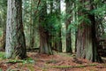 Fir and cedar tree grove on the Chris Hadfield Trail, Salt Spring Island, BC, Canada Royalty Free Stock Photo