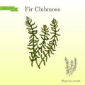 Fir clubmoss Huperzia serrata , northern firmoss, medicinal plant Royalty Free Stock Photo