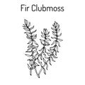 Fir clubmoss Huperzia serrata , northern firmoss, medicinal plant Royalty Free Stock Photo