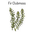 Fir clubmoss Huperzia serrata , northern firmoss, medicinal plant Royalty Free Stock Photo