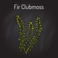 Fir clubmoss Huperzia serrata , northern firmoss, medicinal plant Royalty Free Stock Photo