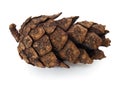 Fir cone Royalty Free Stock Photo