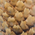 Fir cone close up from above