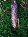 Fir Cone