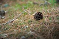 Fir-cone on the forest ground Royalty Free Stock Photo