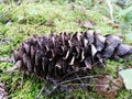Fir cone in the forest lying on the ground Royalty Free Stock Photo