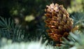 Fir cone. Green fir. Background. Royalty Free Stock Photo