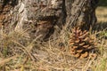 Fir cone on the ground in the forest Royalty Free Stock Photo