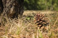 Fir cone on the ground in the forest Royalty Free Stock Photo