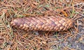 Fir cone on the ground in a pine forest, close-up Royalty Free Stock Photo