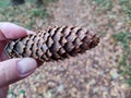 Fir cone in the hands of a man against the background of green grass and earth Royalty Free Stock Photo