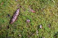 Fir cone on a moss Royalty Free Stock Photo