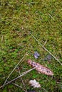 Fir cone on a moss Royalty Free Stock Photo