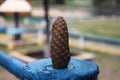 Fir cone stands upright, close up.