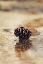 Fir cone on wet pavement with reflection. Autumn concept