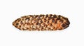 Fir cone on white background