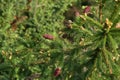 Fir cones