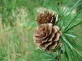 Fir-cones Royalty Free Stock Photo