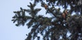 Fir cones on a branch and a set isolated background Royalty Free Stock Photo