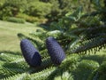 Fir Cones of the Delavays Fir, Abies delavayi standing upright on the branches of a Tree.