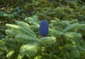 A Fir Cones of the Delavays Fir, Abies delavayi standing upright on the branches of the Tree