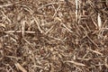 Fir cones forest background. Fir tree and pine tree cones texture. Texture of a forest floor with green moss, twigs and