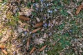 Fir cones lie on green grass among blooming purple crocuses and fallen leaves