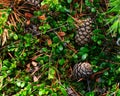 Fir cones lie in green leaves next to a spruce branch on the floor. Royalty Free Stock Photo