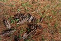 Fir cones lie on the ground Royalty Free Stock Photo