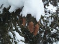 Fir cones in Meribel