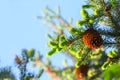 fir with cones and needles against the blue sky. Evergreen coniferous Christmas tree. Royalty Free Stock Photo