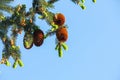 fir with cones and needles against the blue sky. Evergreen coniferous Christmas tree. Royalty Free Stock Photo