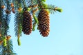 Fir with cones and needles against the blue sky. Evergreen coniferous Christmas tree Royalty Free Stock Photo