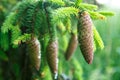 Fir cones in resin hanging on the tree