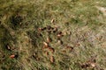 Fir cones scattered through dry grass 2