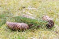 Fir cones and spruce needle