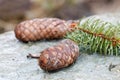 Fir cones and spruce needle on a rock