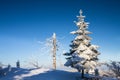 Fir and dead tree covered in snow